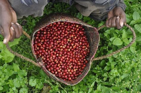 What Is Special About Ethiopian Coffee Clearly Coffee