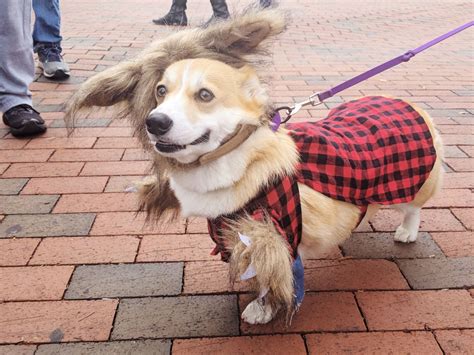 Sanchez and gina loved the pumpkin squeak treats i made for them. Corgi Costumes For Halloween! | Uncustomary