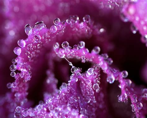 🔥 Free Download Flowers Pink Purple Water Drops Macro Hd Wallpaper