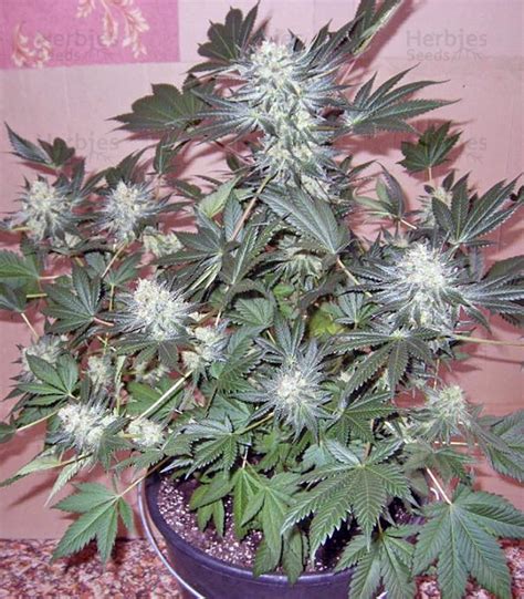 Buy Jacky White Feminized Seeds By Paradise Seeds Herbies