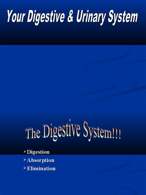 Digestive System Powerpoint Pdf Digestion Human Digestive System