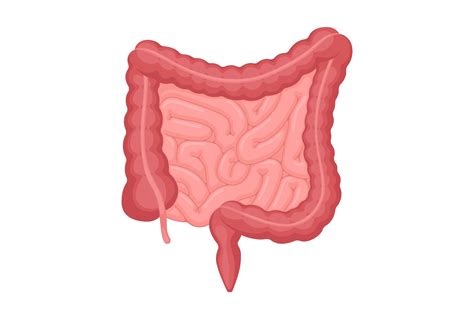 Human Intestines Anatomy Abdominal Cavity Digestive And Excretion Internal Organ Small And