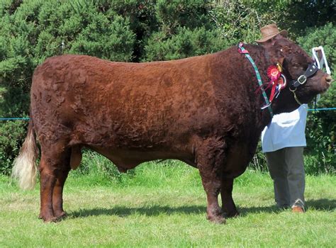 Camelford Agricultural Show Red Ruby Devon Cattle