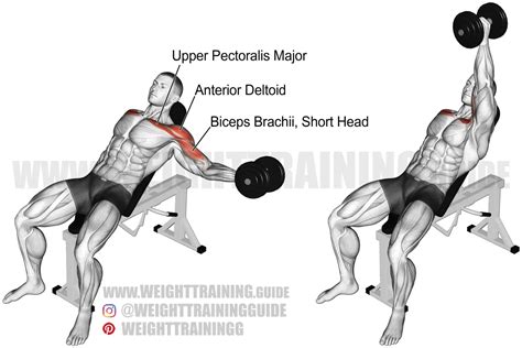 Incline One Arm Dumbbell Fly Exercise Instructions And Video