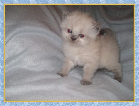 Blue point himalayan kittens have whose blue coat color is confined to the points: Blue Point Himalayan kitten for sale