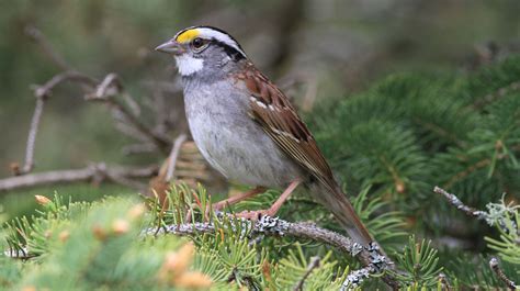 White Throated Sparrows Singing A New Tune Cottage Life