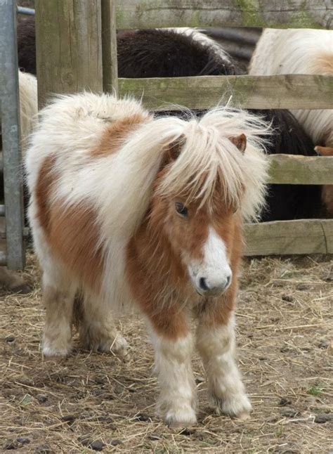 Draconius ~ Miniature Shetland Pony Cute Horses Baby Horses