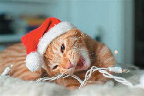 Kitty Vs The Christmas Tree — Be Aware Of The Holiday