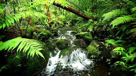 🐦 Rainforest Nature Sounds With Relaxing Running Water And Different