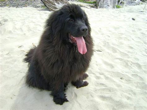 20 Irresistible Big Fluffy Dog Breeds Black Dogs Breeds Big Fluffy