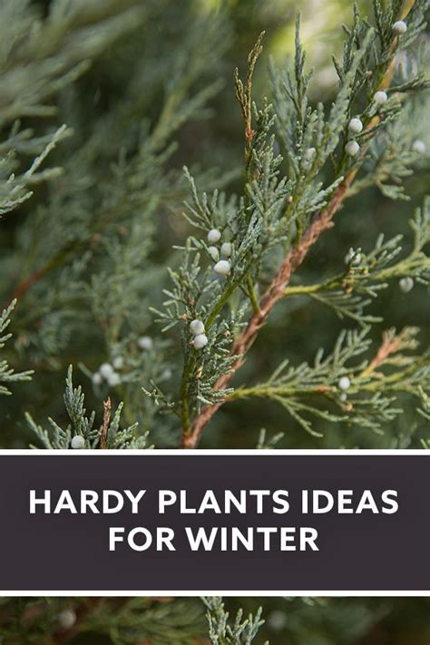 Hardy Plants Ideas For Winter Hardy Plants Plants Shrubs