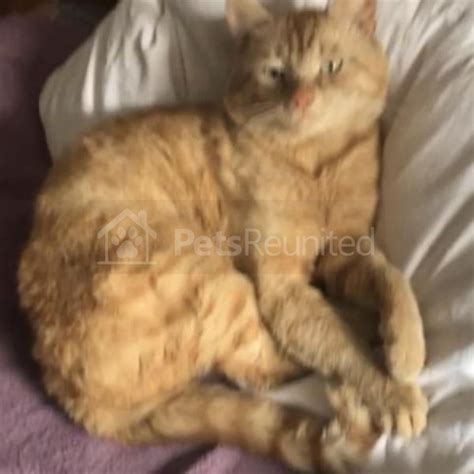 Lost Cat Ginger Cat Called Tigger Colchester Area Essex