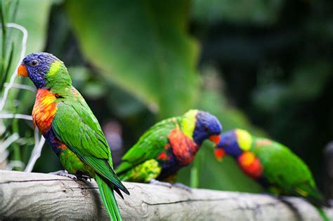 I'ile papillon), on account of the shape of two of its major islands, is a group of islands in the eastern caribbean, and is a french overseas department. Observer la faune guadeloupéenne en voitures Jumbocar