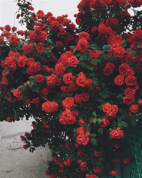 Aesthetic Red Rose Wallpaper Download Mobcup