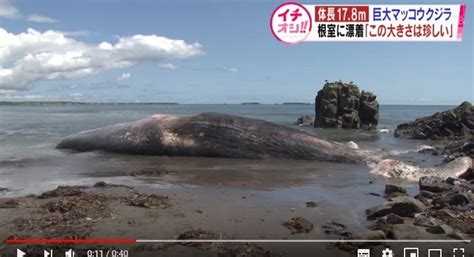 Последние твиты от 大地震・前兆・予言.com (@yogen_com). 【地震前兆】北海道・根室の海岸に「巨大なクジラ」が ...