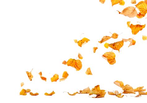 Autumn Leaves Leaf Photography Falling Png Download 49613508