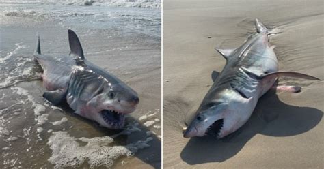 Dead Great White Shark Washes Up On Long Island Beach United Kingdom