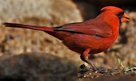 North Carolina State Bird Description Pictures And Fun Facts