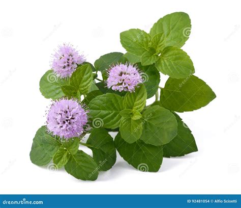 Mint With Flowers Stock Photo Image Of Bloom Flower 92481054