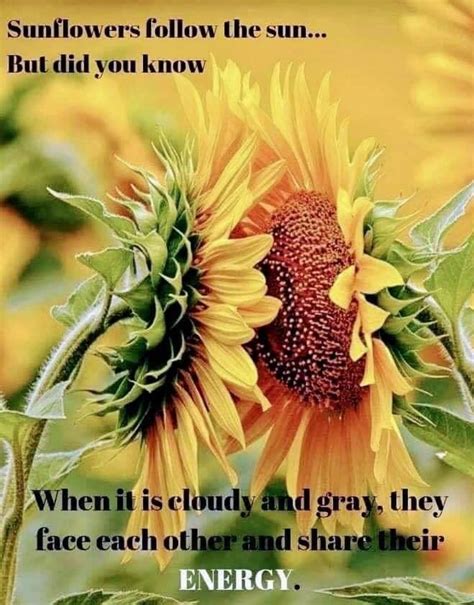 Sunflowers Follow The Sunbut Did You Know When It Is Cloudy And