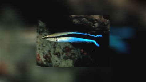 Aspidontus Taeniatus False Cleanerfish
