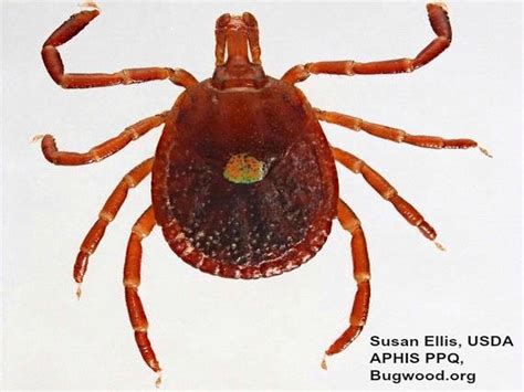 Tick Associated With Triggering Red Meat Allergy Found In North Dakota
