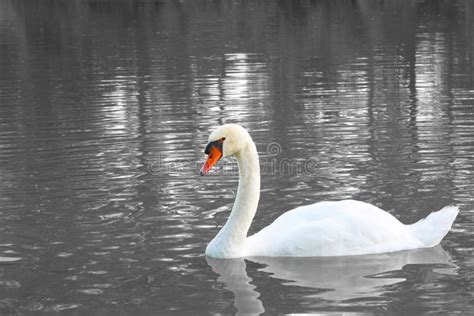 Lonely White Swan On The Lake Surface Waitinf For His Partner Stock
