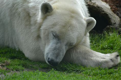 Free Stock Photo Of Polar Bear Sleeping