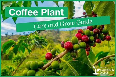 Coffee Plant Care And Growing Guide Smart Garden And Home