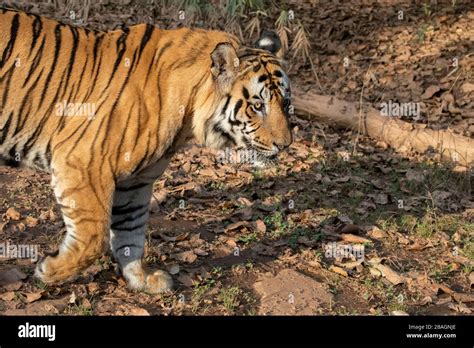 Inde Madhya Pradesh Parc National De Bandhavgarh Tigre Du Bengale