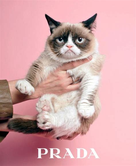 a grumpy cat sitting on top of someone s arm with the caption prada