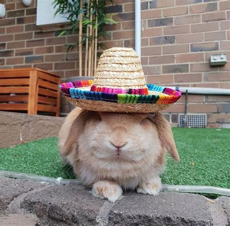 This Cute Bunny Sombrero Is One Of Many Adorable Pet Rabbit Hats From