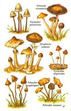 Check spelling or type a new query. 305 Best psilocybe List & lookalikes images in 2019 ...