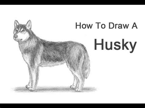 Siberian husky hand drawn drawing by simplebe 1/15. How to Draw a Dog (Husky) - YouTube