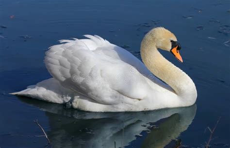 Lonely Swan On Lake Stock Photo Image Of Graceful Outdoor 48307380