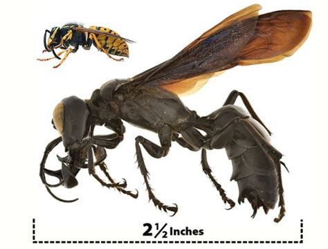 ‘king Of Wasps’ Giant New Species Of Wasp Discovered In Indonesia Impact Lab