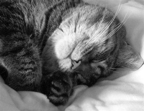 Cats Are Experts At Sleeping Cats Sleep Better Sleep