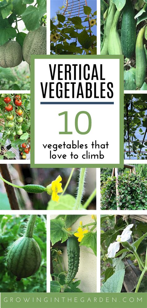 Vertical Gardening 10 Vegetables That Love To Climb Growing In The