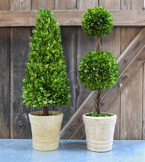 Preserved Boxwood Double Ball Topiary 30 Home Decorative Accents