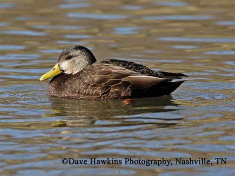 American Black Duck State Of Tennessee Wildlife Resources Agency