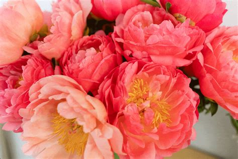 Coral Charm Peony Gardening Tips Pictures And More