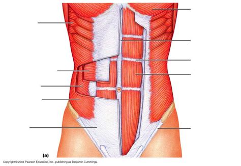 A layer of muscle and fascia which protects and encloses the abdominal cavity, allowing for its. torso muscles unlabeled diagram - Google Search | Best ...