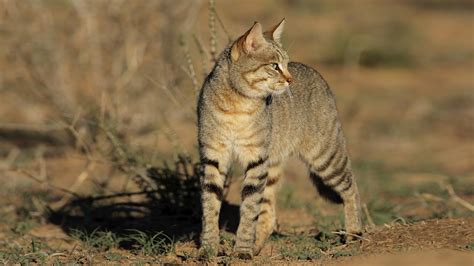 Mpala Live Field Guide African Wildcat Mpalalive