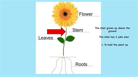 Flower Parts And Their Functions Ppt Best Flower Site