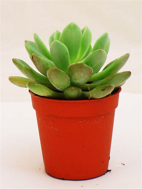 1 Mini Cactus Succulents Cacti In Pot Easy Care Evergreen Foliage