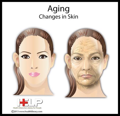 Aging Changes In Skin Skin Age Changes Geriatrics