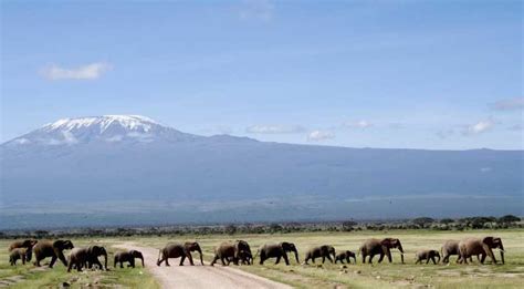 Nairobi Safari De 4 Jours Dans Le Parc National Damboseli Getyourguide