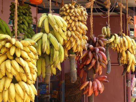 Importance Of The Banana Fruit For The Humanity