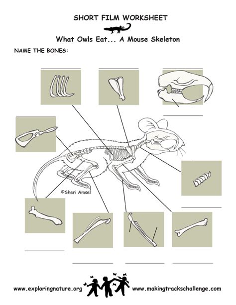 Chipmunks have developed a communication system that helps them warn each other about the presence of a predator and whether the treat is on the ground or in the air. Owl Pellets (What Owls Eat) - The Bones of a Mouse