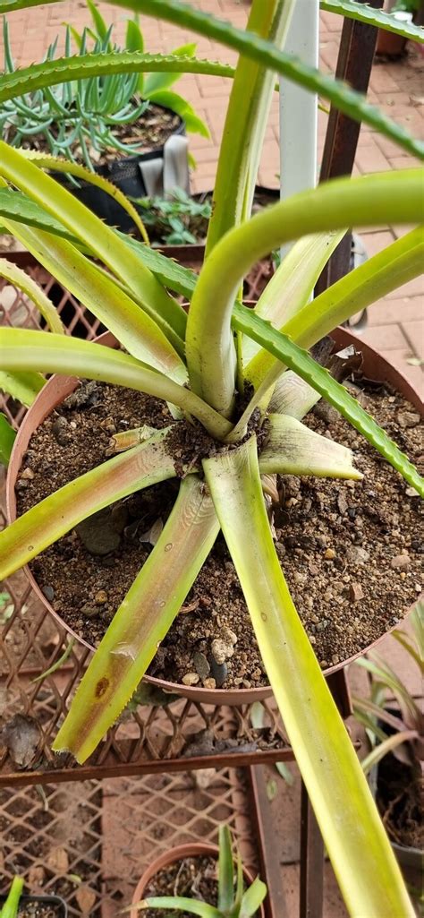 Bromeliad Pineapple Plant Without Thorns